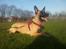 Malinois Jenos Mulle