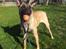 Malinois Jenos Mulle