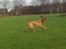 Malinois Jenos Mulle