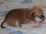 Chihuahua Chihuanas Flush of Hearts - Momo - 13/3 2012 Foto: Kennel Chihuana