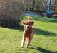 Golden retriever Kenzo <3 Mindrøm<3