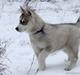 Siberian husky Free Soul of Legend of the Spirit "Nuggi"