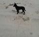 Australsk kelpie Skovfarmens Black Jet (Alonzo)