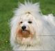 Coton de tulear Cotonhundens Amigo