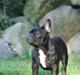 Fransk bulldog Extraordinaire Zomiranos