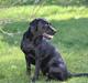 Labrador retriever Alina Mark Bustrup (formel 1)
