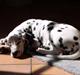 Dalmatiner (jackys smiling) Stella