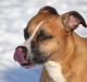 Amerikansk staffordshire terrier Rynke R.I.P verdens bedste Rynke