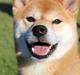 Shiba Gizmo