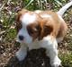 Cavalier king charles spaniel Aimee