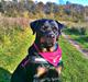 Rottweiler Dixie