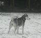 Siberian husky Tina