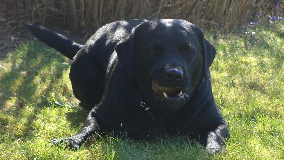 Labrador retriever Buddy billede 17