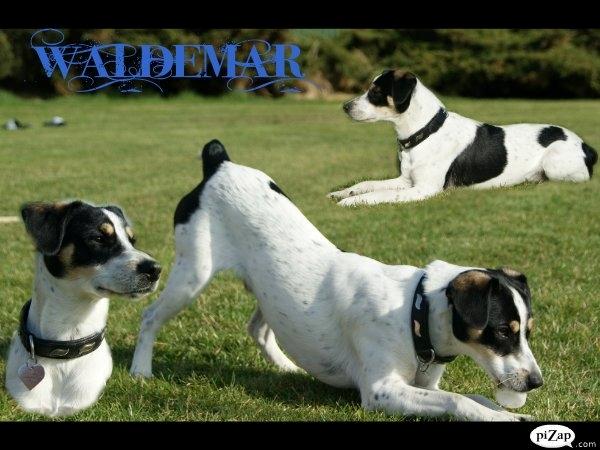 Dansk svensk gaardhund Waldemar Sejr billede 4