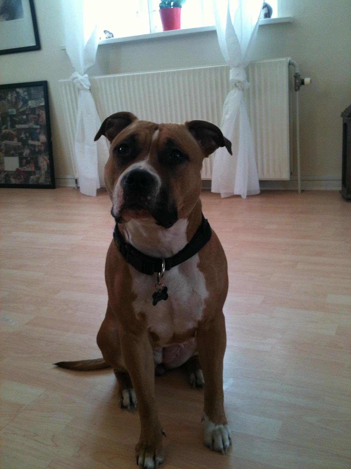 Amerikansk staffordshire terrier Bailey billede 7