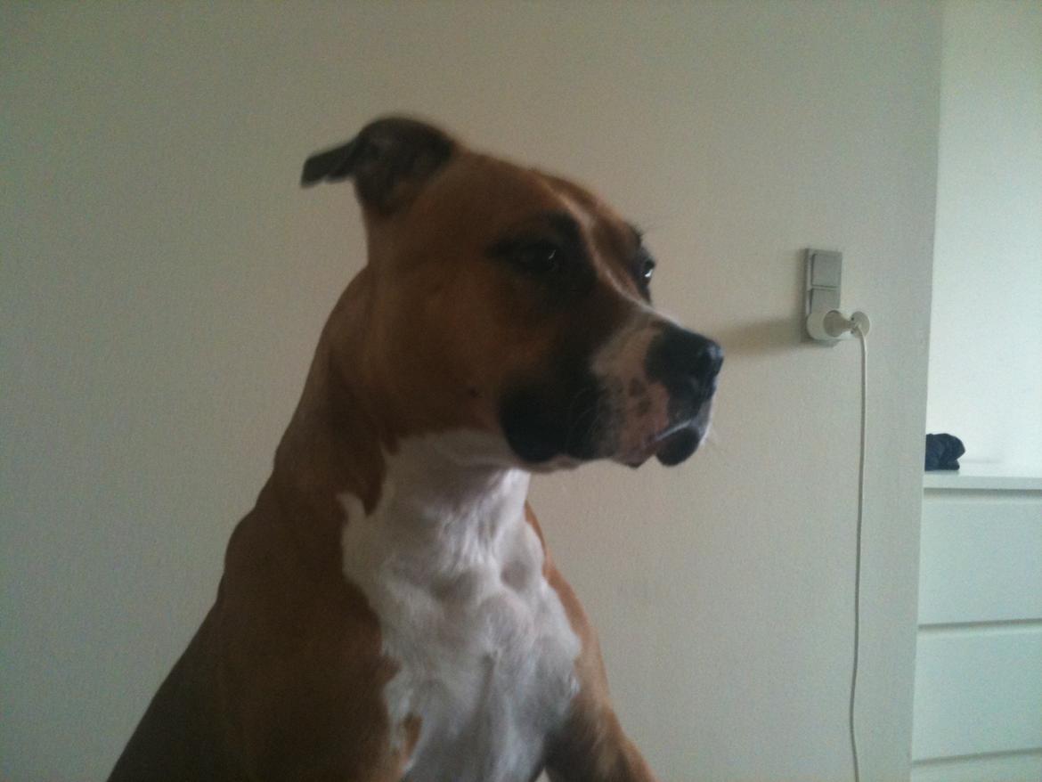 Amerikansk staffordshire terrier Bailey billede 5