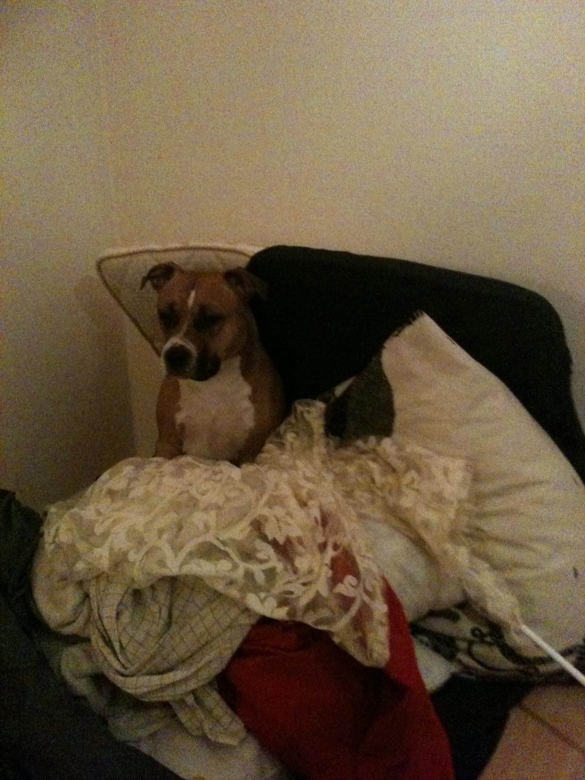 Amerikansk staffordshire terrier Bailey billede 19