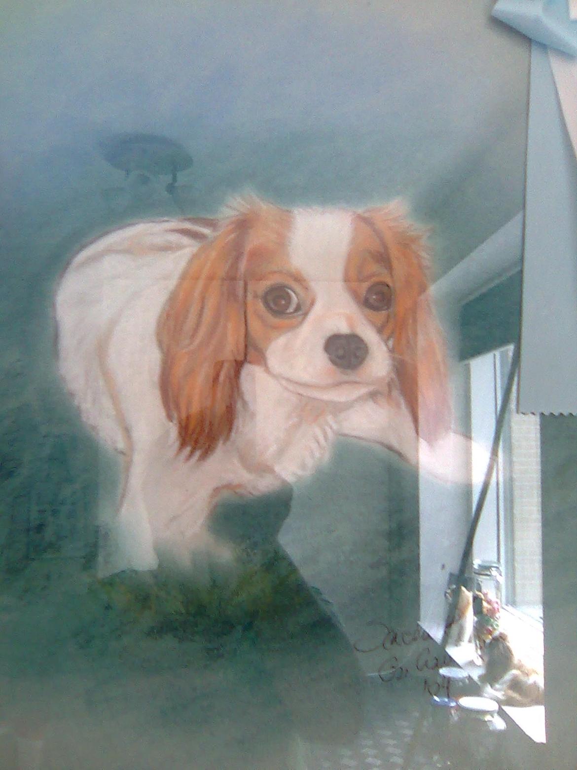 Cavalier king charles spaniel Molly Død 1 Februar 2010. billede 14