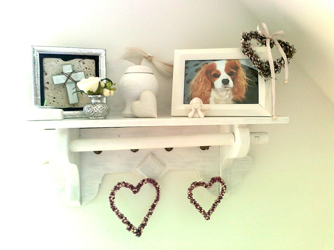 Cavalier king charles spaniel Molly Død 1 Februar 2010. billede 15