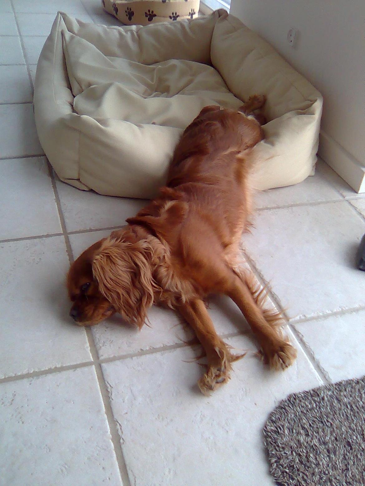 Cavalier king charles spaniel Mille DØD den 29 Juni 2012. billede 13