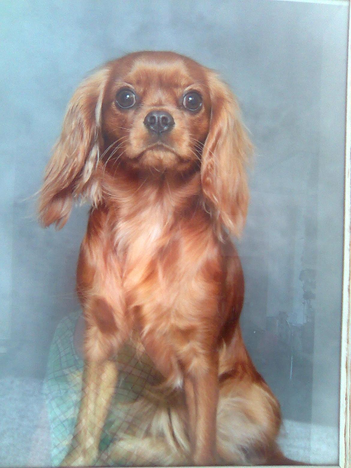 Cavalier king charles spaniel Mille DØD den 29 Juni 2012. billede 14