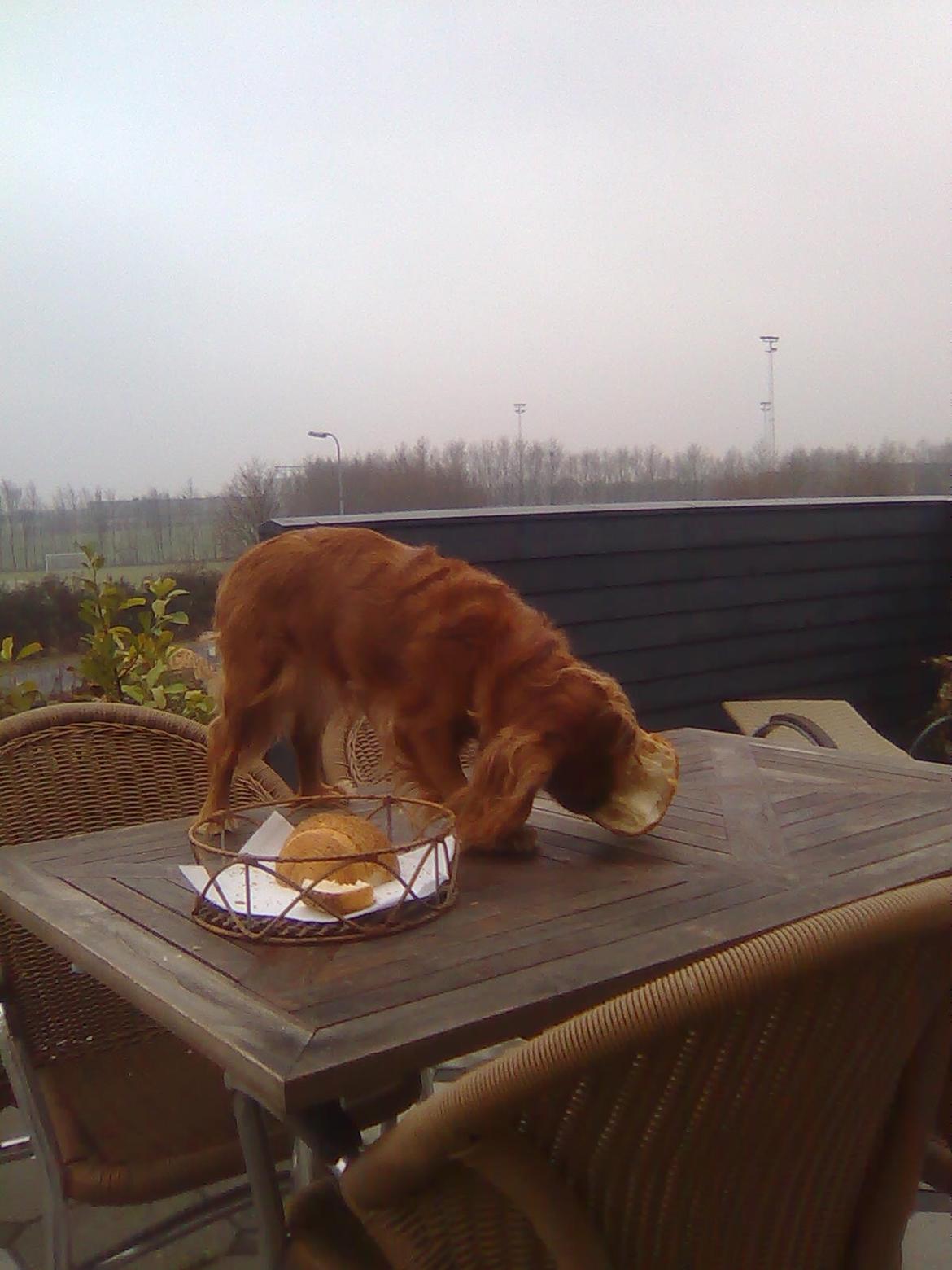 Cavalier king charles spaniel Mille DØD den 29 Juni 2012. billede 15
