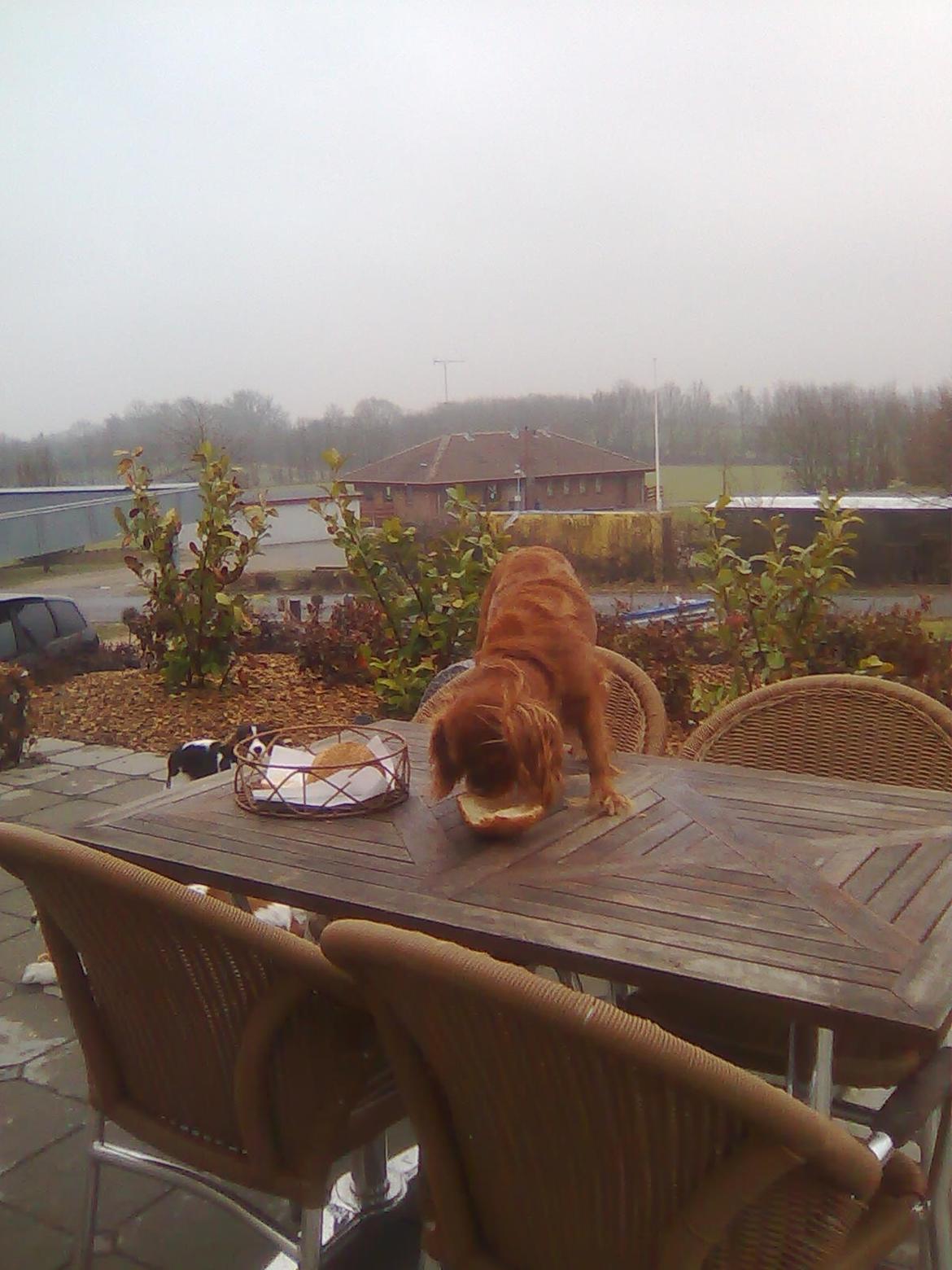 Cavalier king charles spaniel Mille DØD den 29 Juni 2012. billede 16