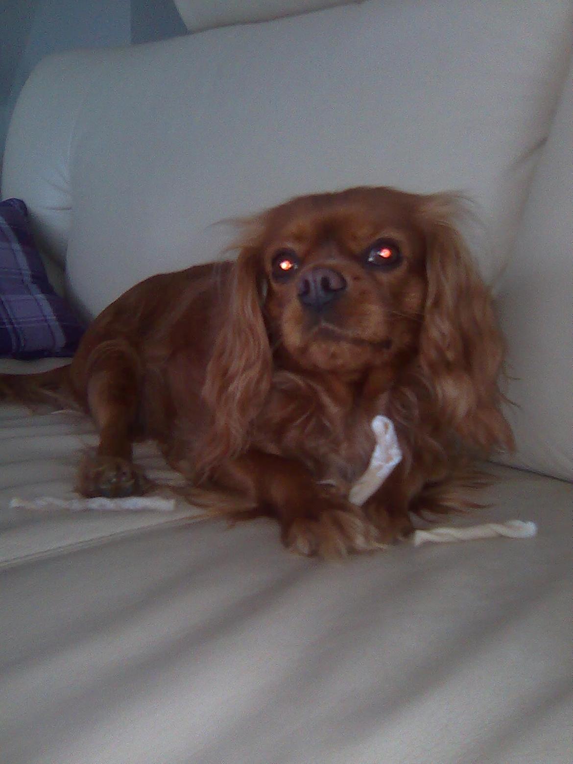 Cavalier king charles spaniel Mille DØD den 29 Juni 2012. billede 17