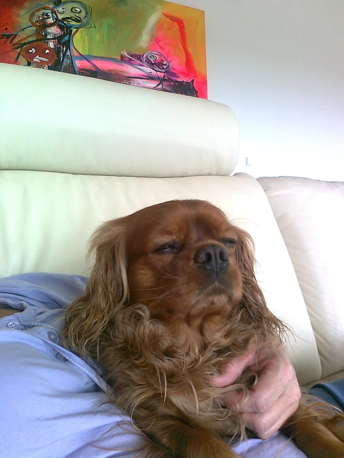 Cavalier king charles spaniel Mille DØD den 29 Juni 2012. billede 18