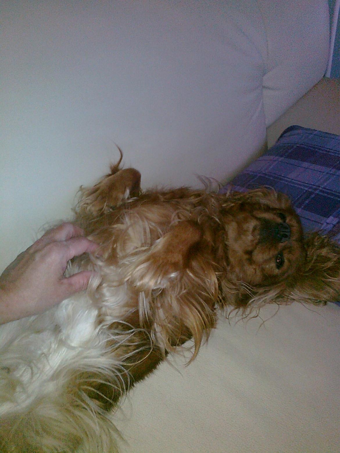 Cavalier king charles spaniel Mille DØD den 29 Juni 2012. billede 19