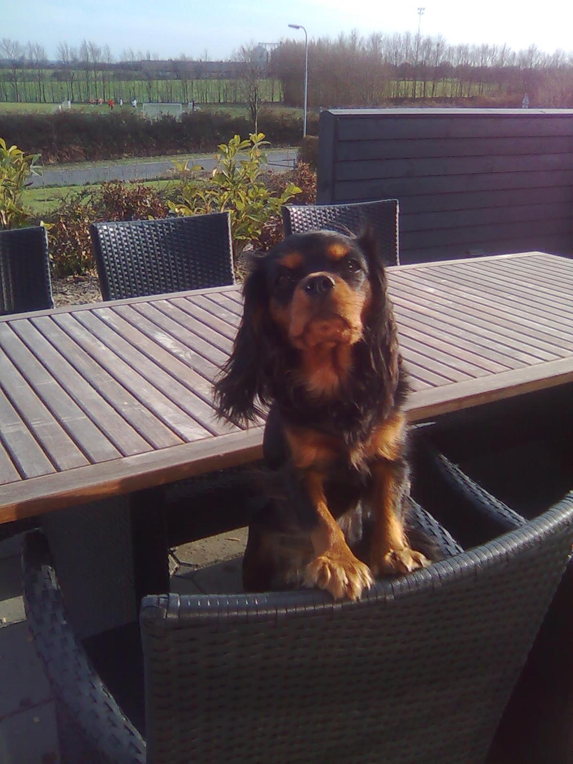 Cavalier king charles spaniel Cavalierhyttens Bella. billede 11