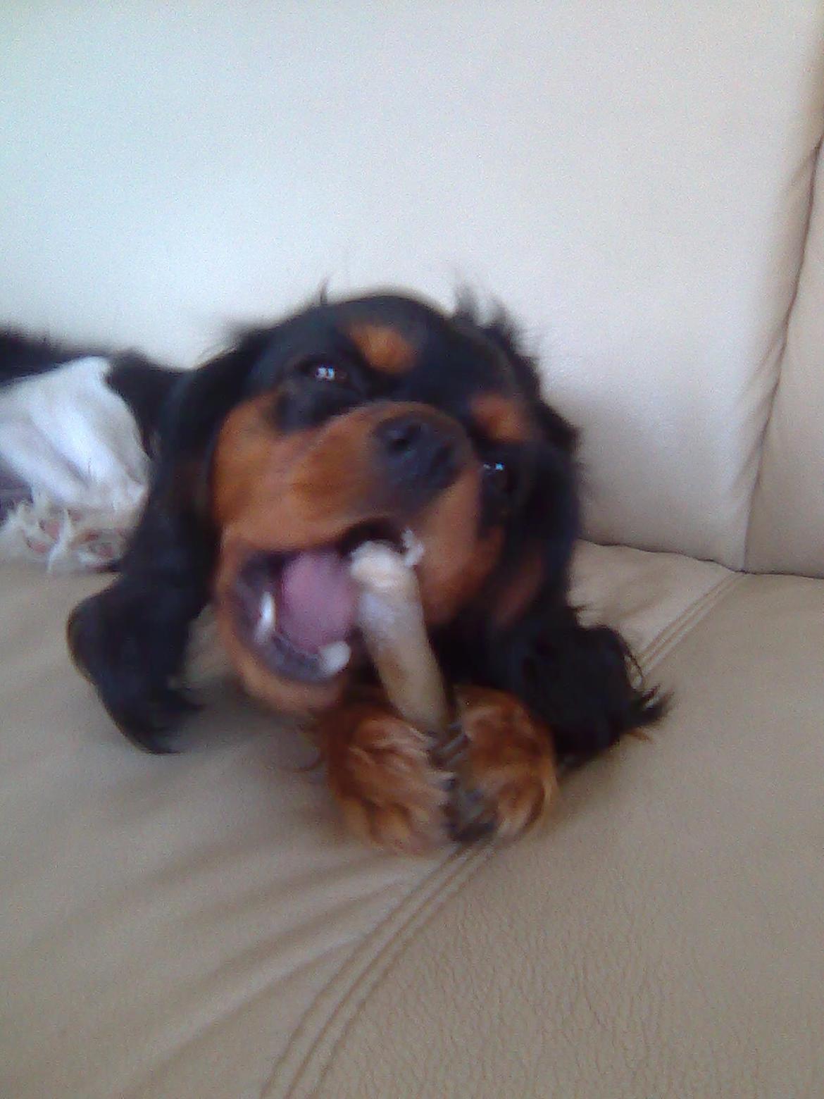 Cavalier king charles spaniel Cavalierhyttens Bella. billede 12