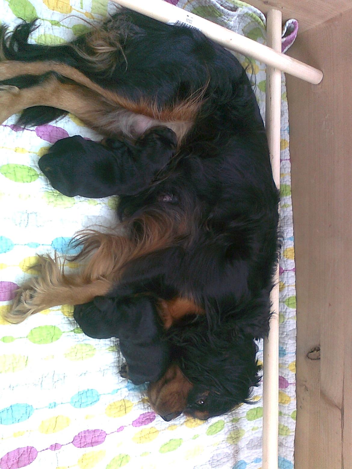 Cavalier king charles spaniel Cavalierhyttens Bella. billede 13