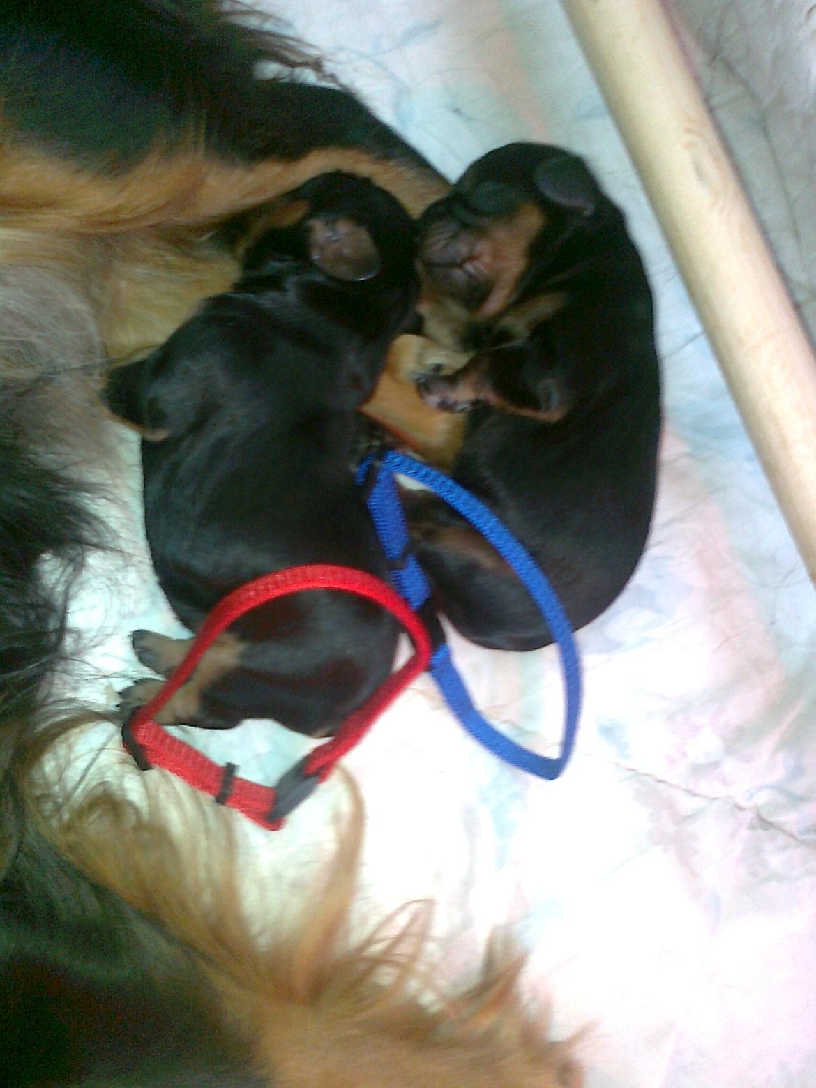 Cavalier king charles spaniel Cavalierhyttens Bella. billede 14