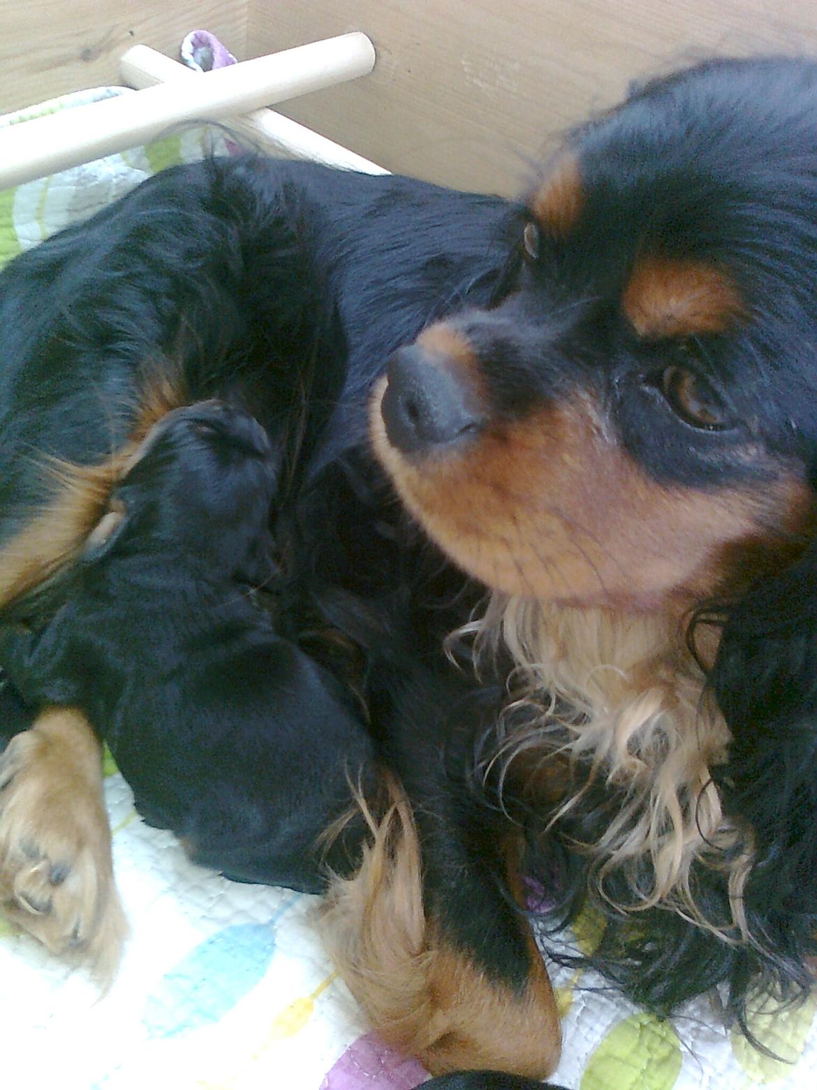 Cavalier king charles spaniel Cavalierhyttens Bella. billede 15