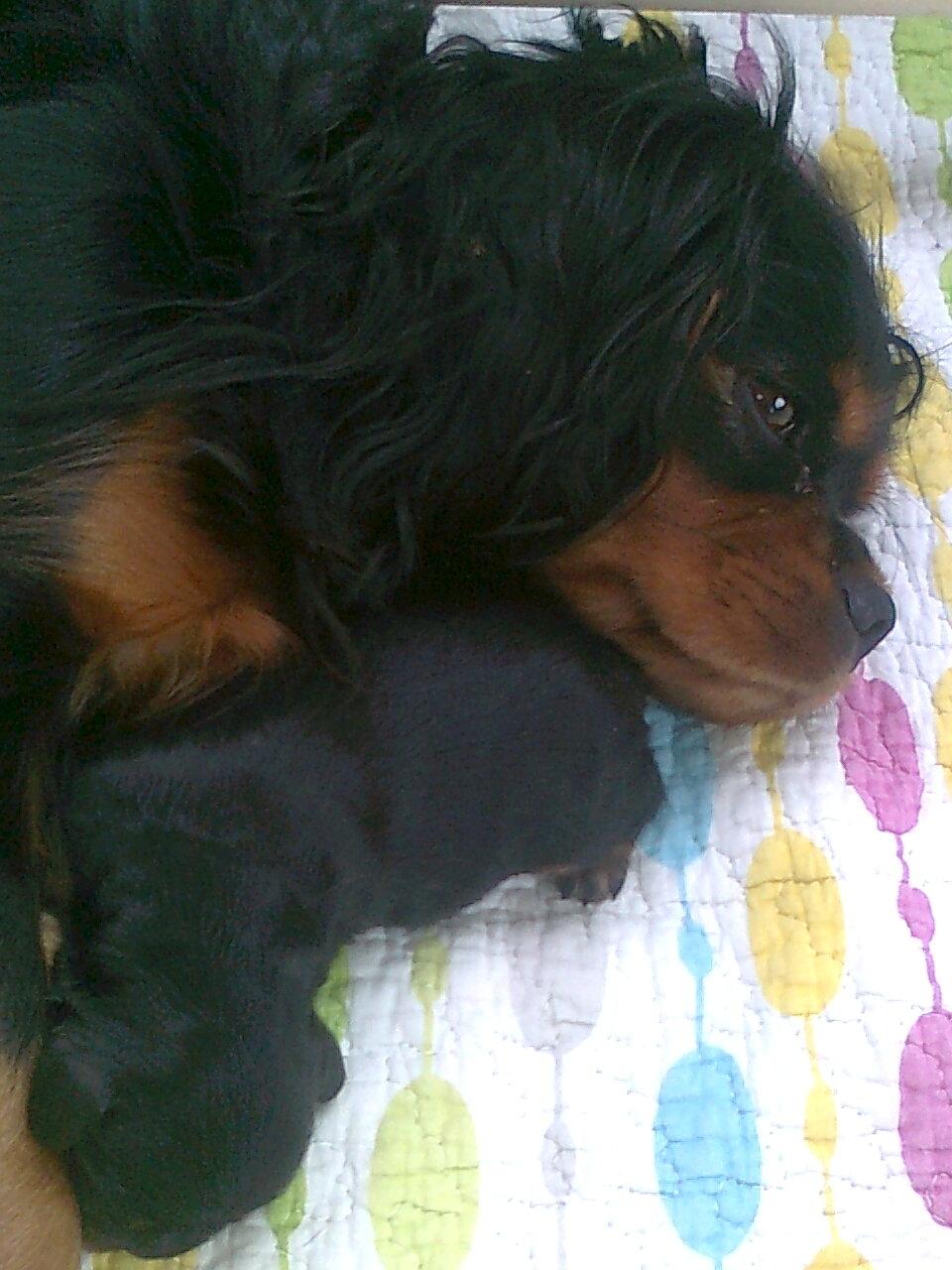 Cavalier king charles spaniel Cavalierhyttens Bella. billede 16