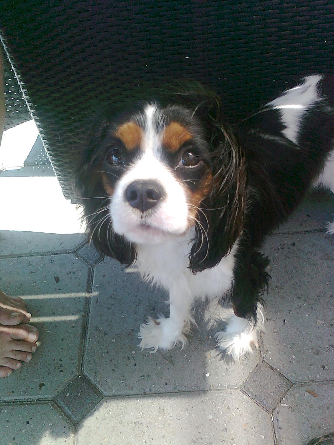 Cavalier king charles spaniel Fie født den 6/11-2009. billede 7