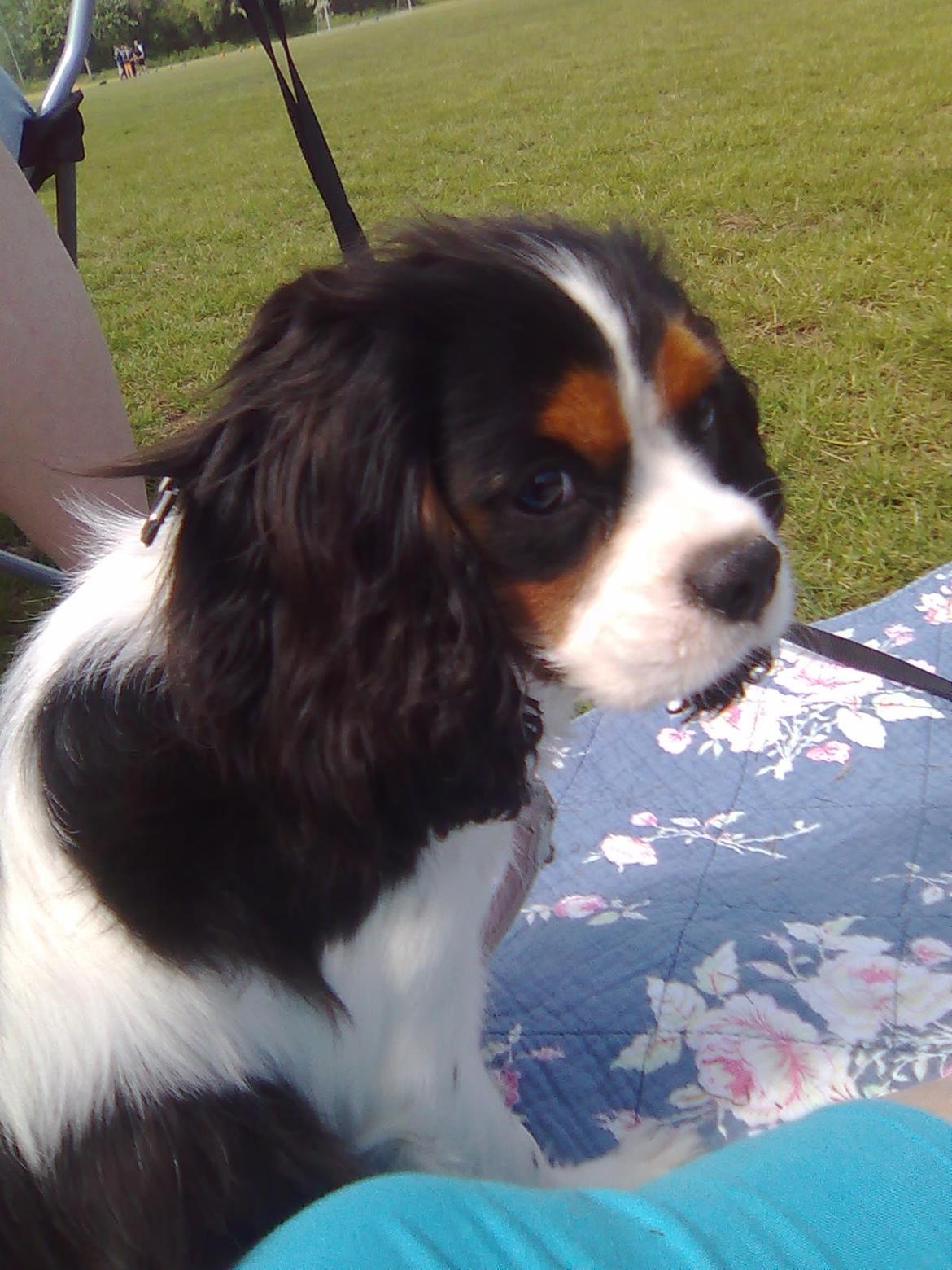 Cavalier king charles spaniel Fie født den 6/11-2009. billede 8