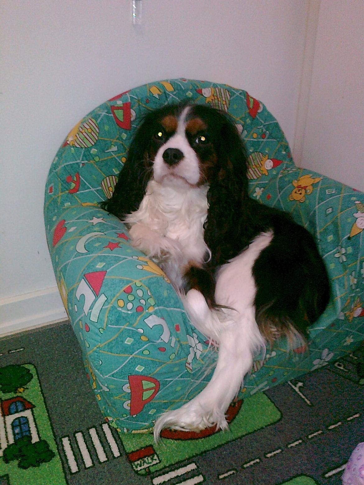 Cavalier king charles spaniel Fie født den 6/11-2009. billede 9