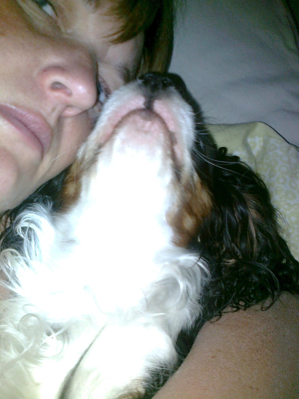 Cavalier king charles spaniel Fie født den 6/11-2009. billede 10