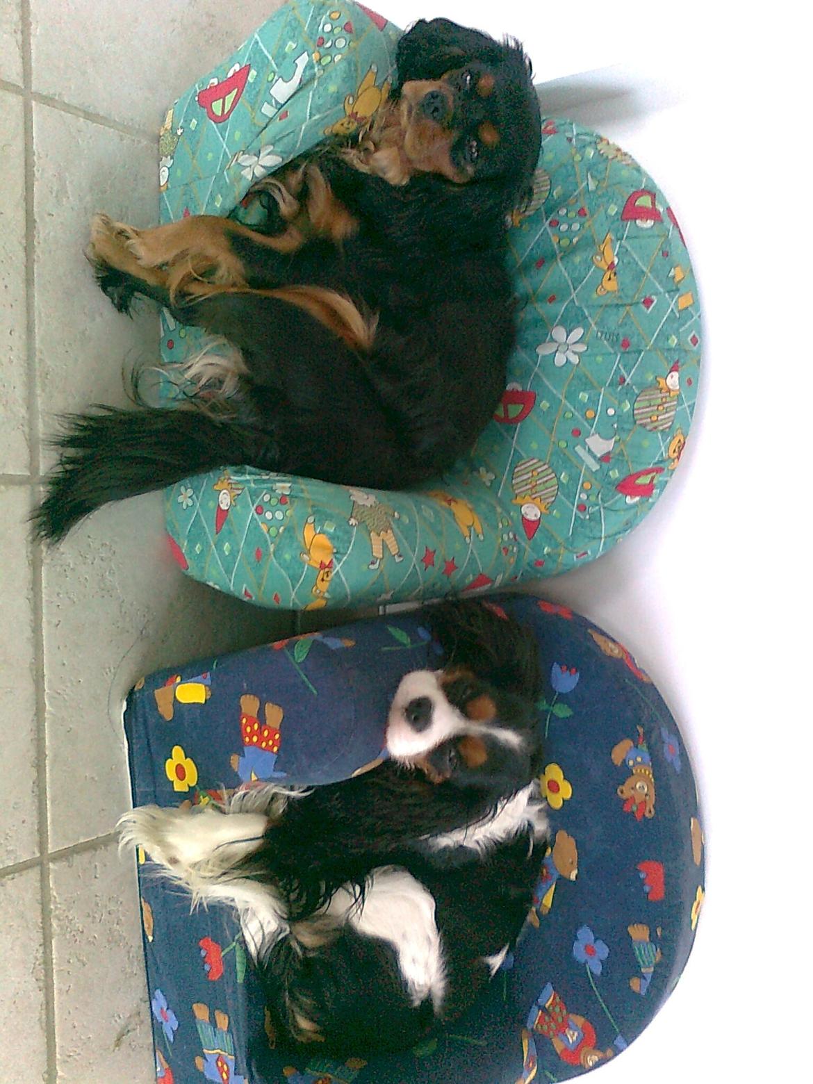 Cavalier king charles spaniel Fie født den 6/11-2009. billede 11