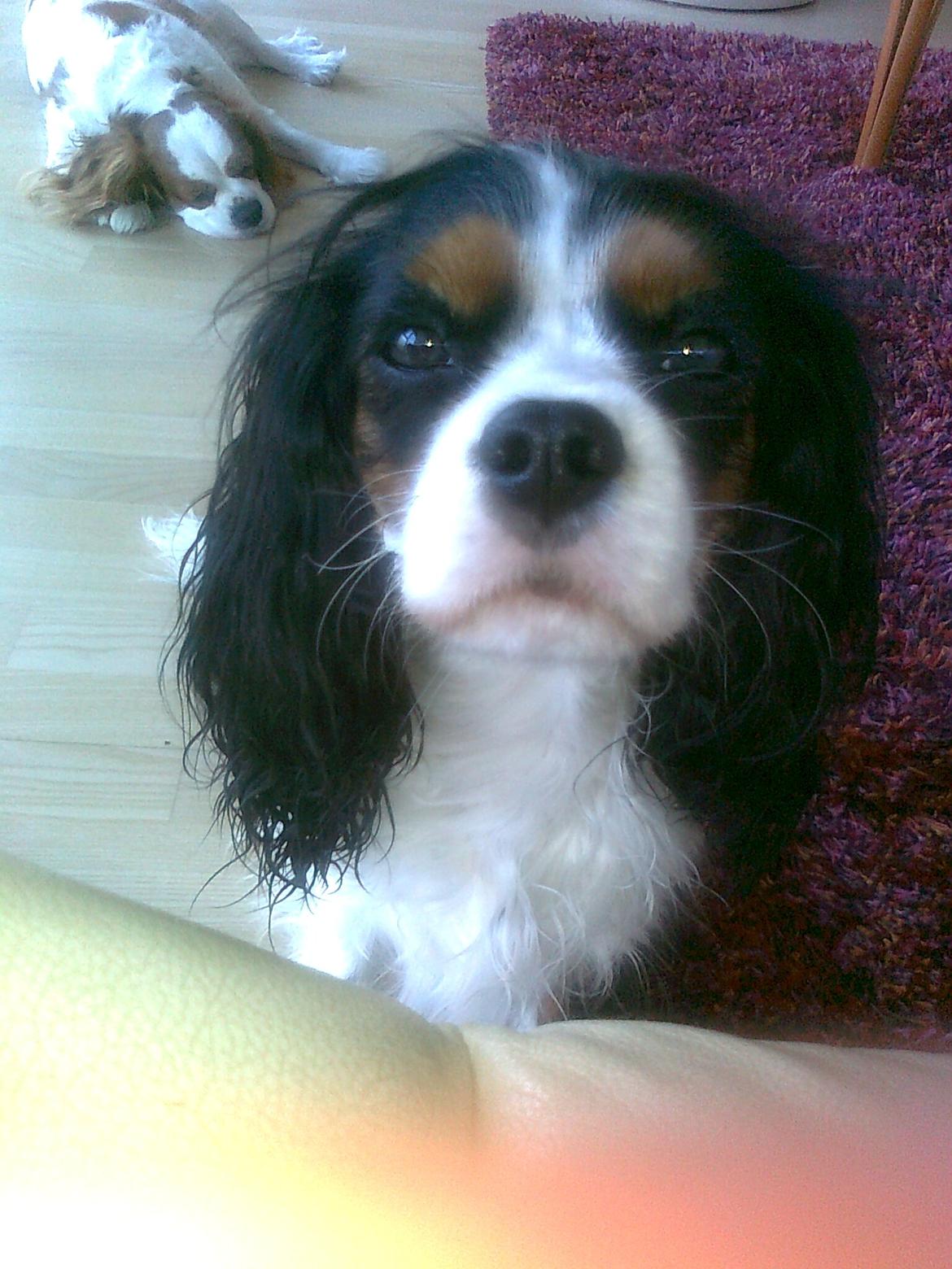 Cavalier king charles spaniel Fie født den 6/11-2009. billede 12