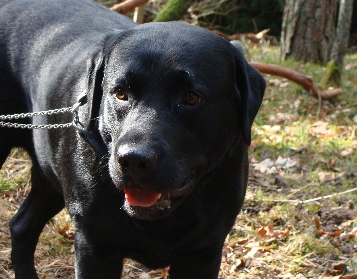 Labrador retriever Buddy billede 19