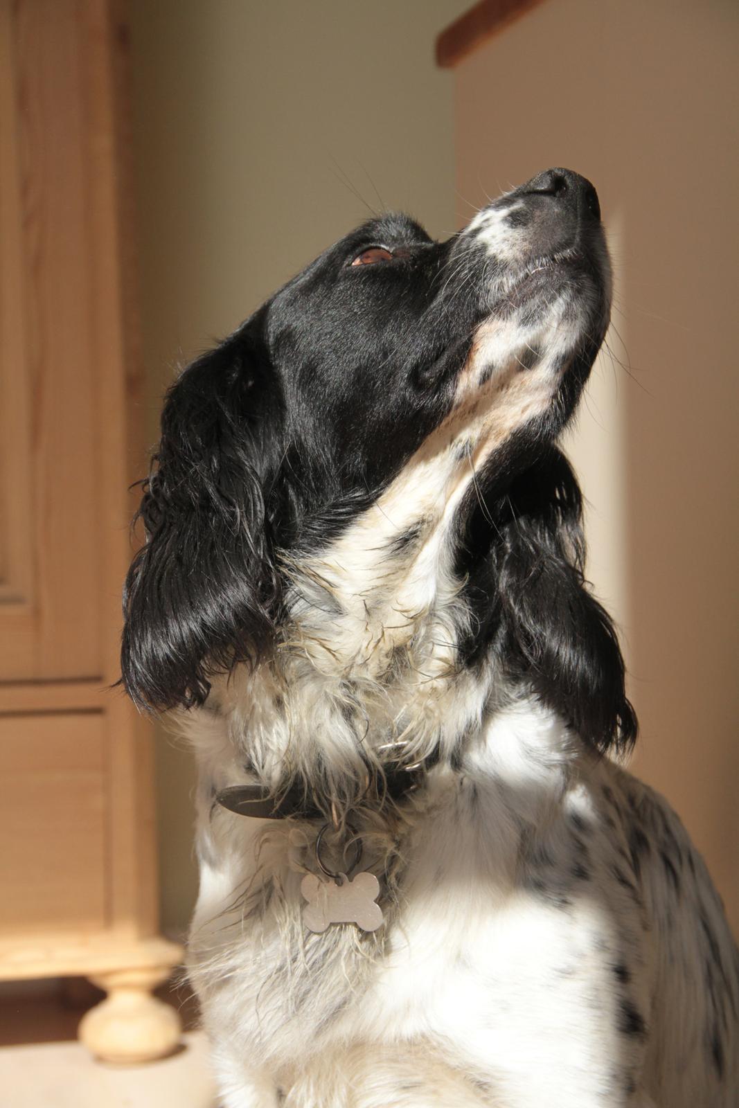 Field spaniel Apache Blue Magic, Figo! billede 18