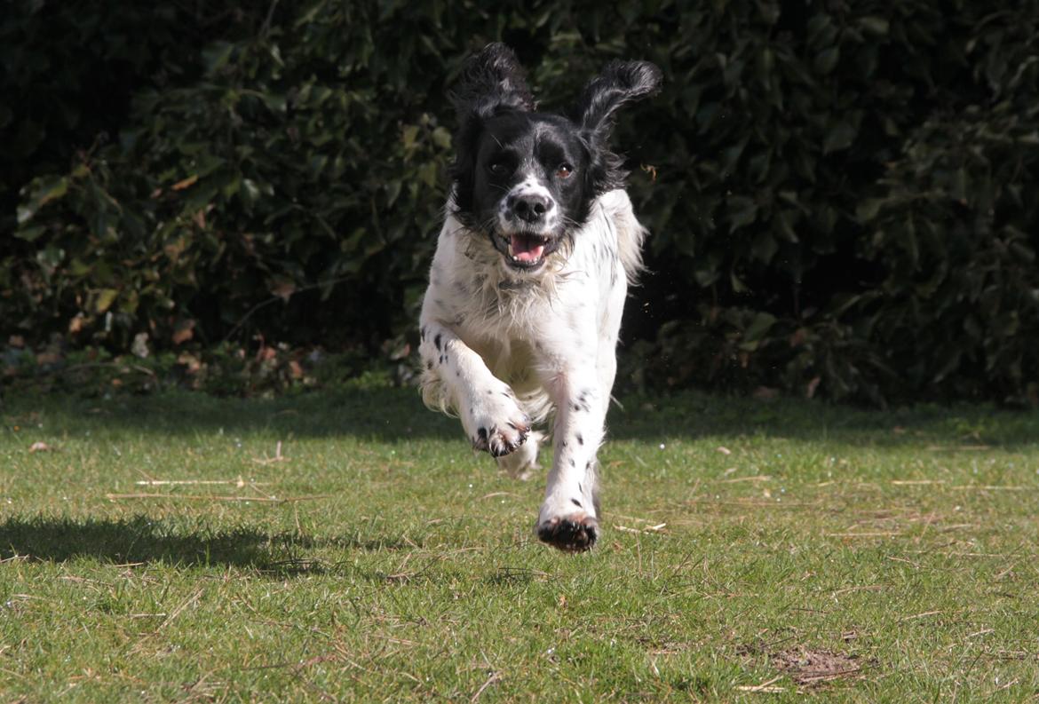 Field spaniel Apache Blue Magic, Figo! billede 19