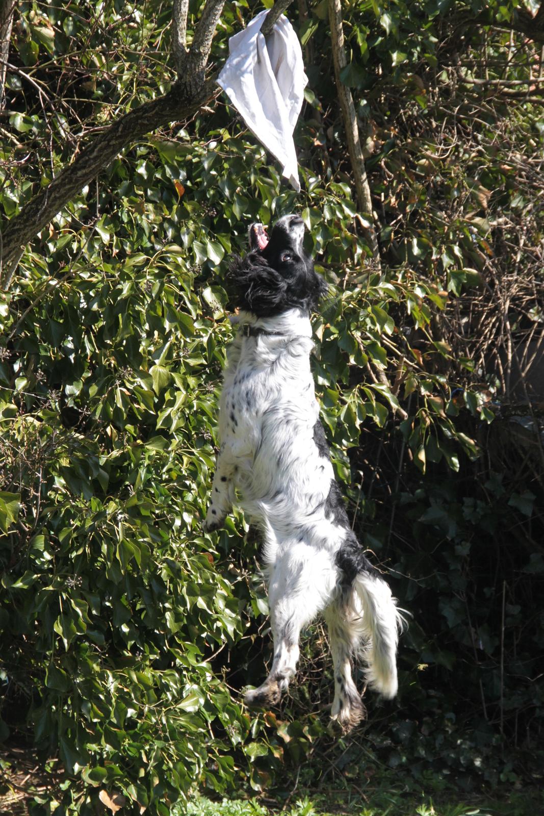 Field spaniel Apache Blue Magic, Figo! billede 20