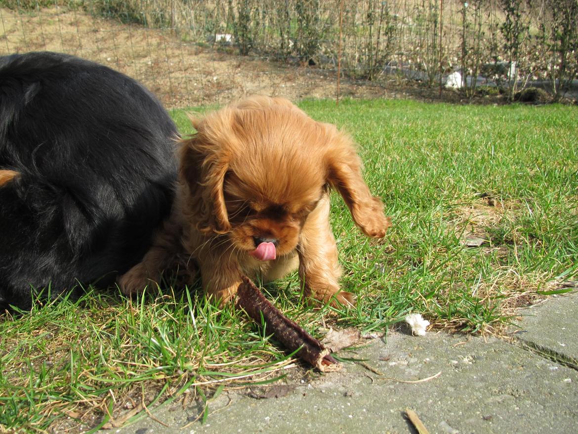 Cavalier king charles spaniel Wi Valier Aflower Bellis ( Smilla ) billede 8