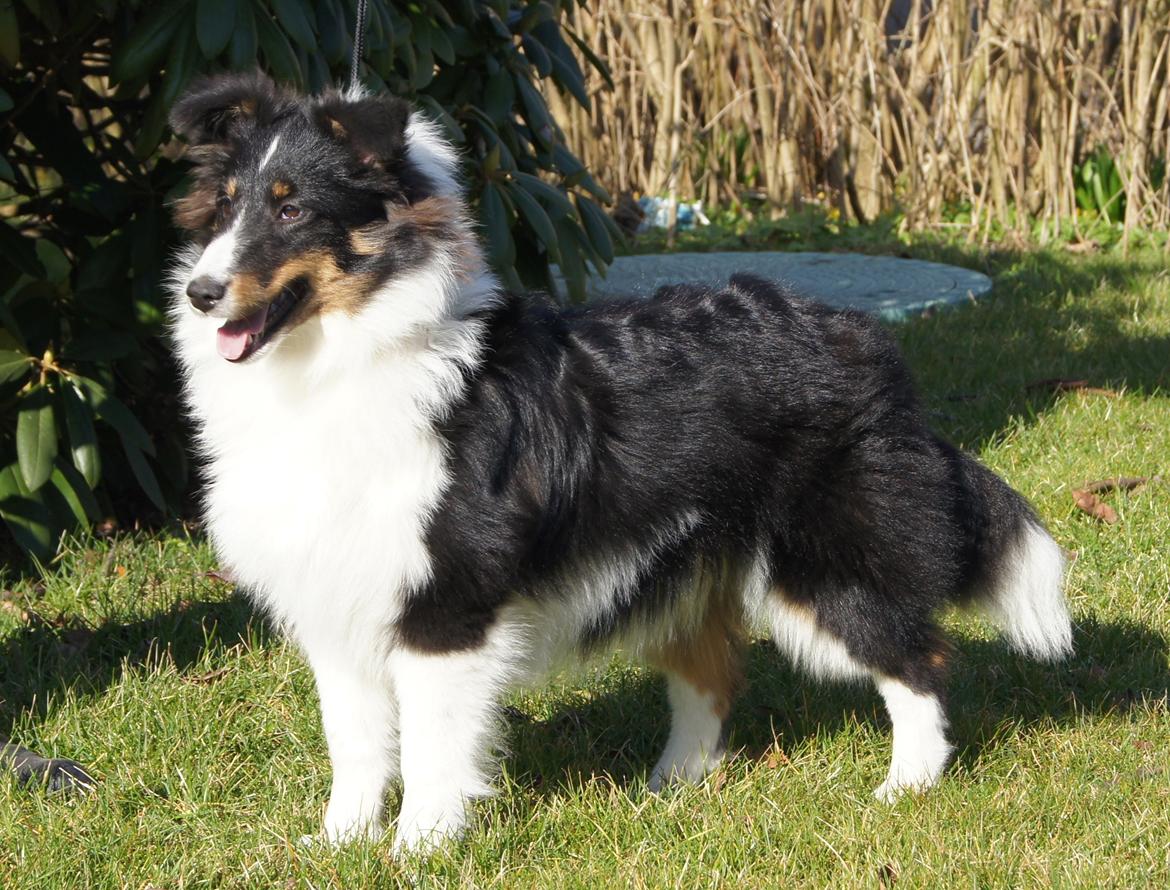 Shetland sheepdog Zarvo'r Precious Black Diamond - 6½ mdr - 7 kg og 34 cm. billede 12