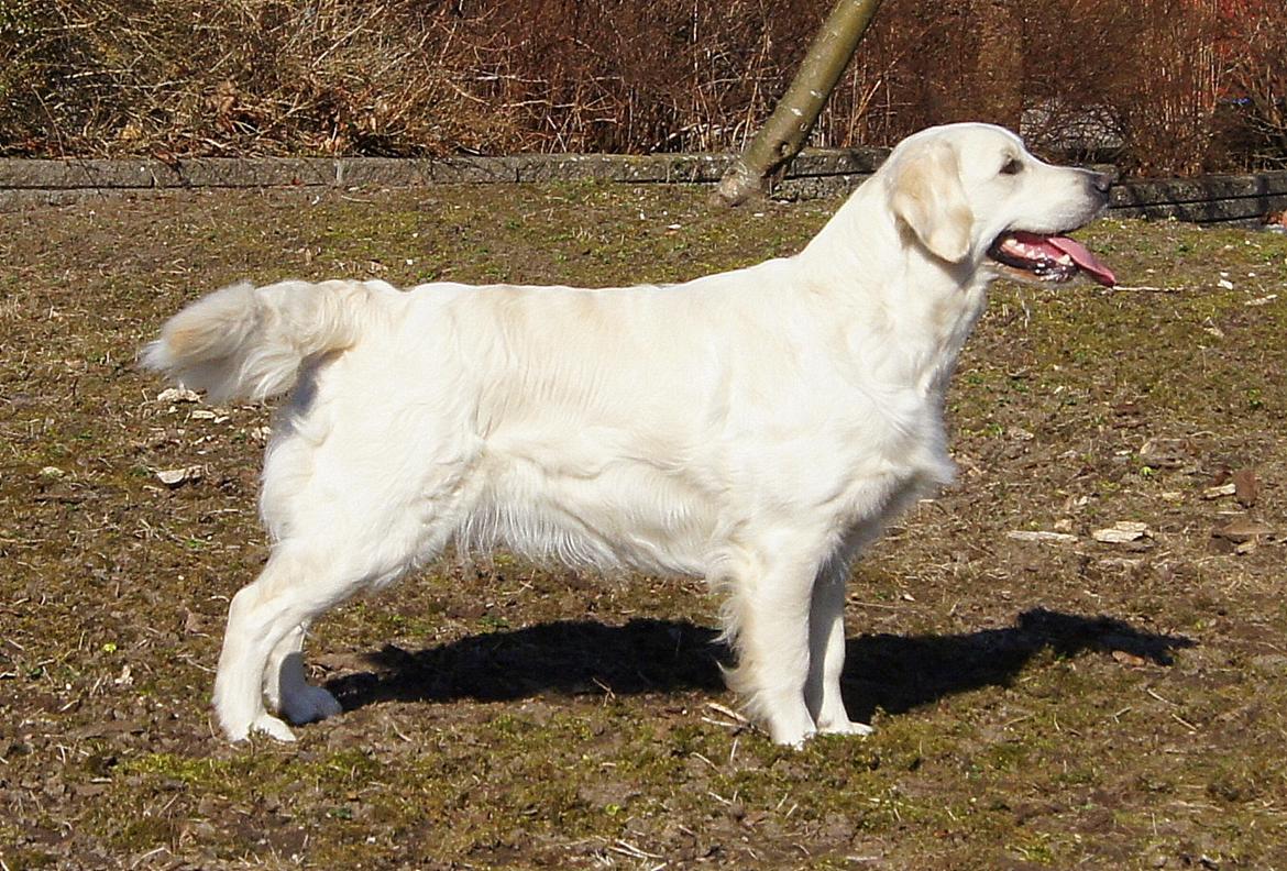 Golden retriever Höhrmann's Amélia - 18½ mdr. 25 kg. billede 8