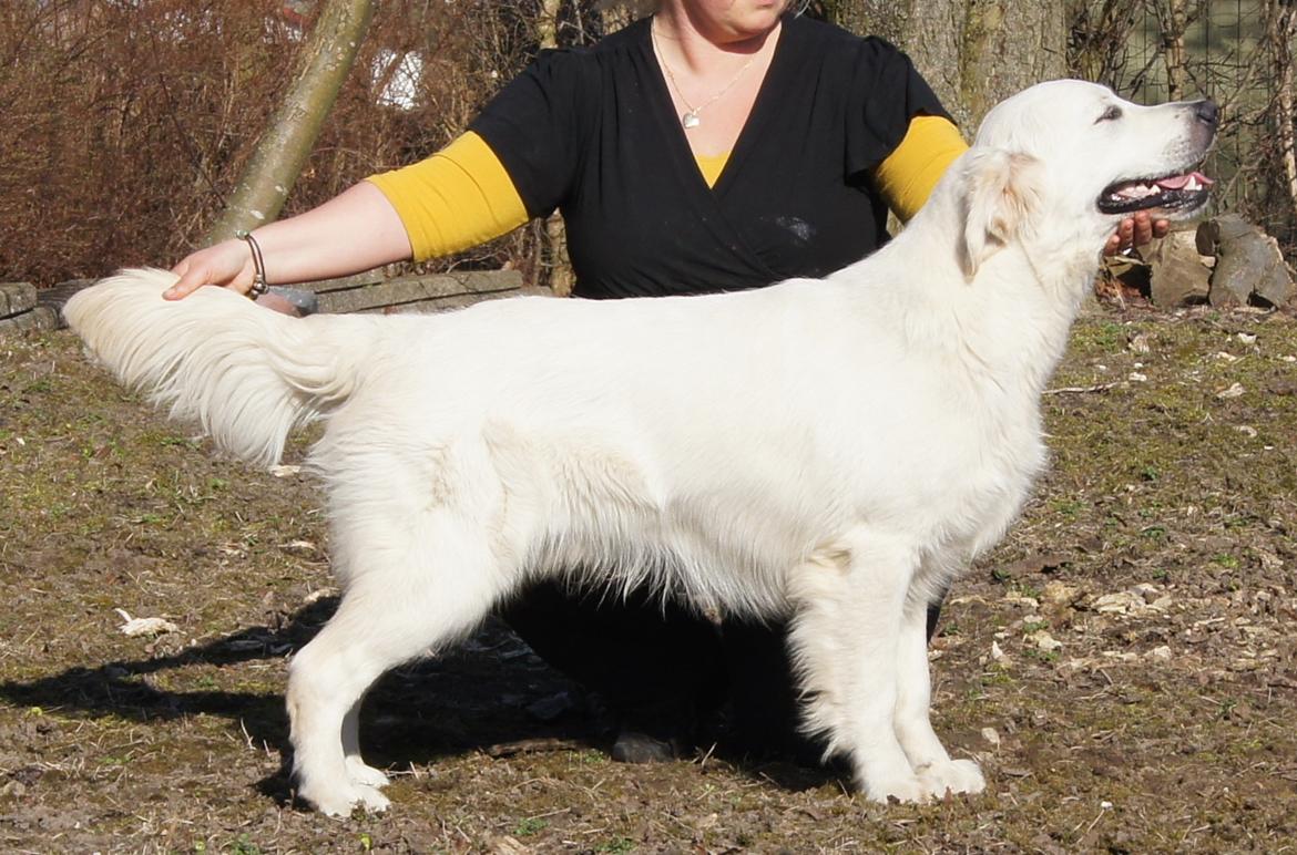 Golden retriever Höhrmann's Bring It On - 10 mdr. 32 kg. billede 13